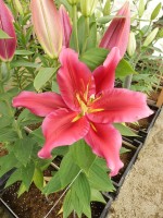 [4282 Peter Schenk Mak No02.JPG]